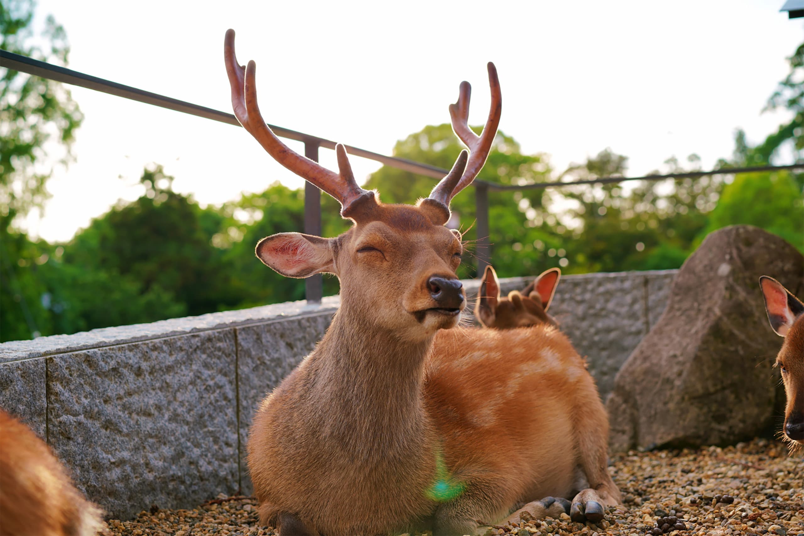 Image: Nara-Smile