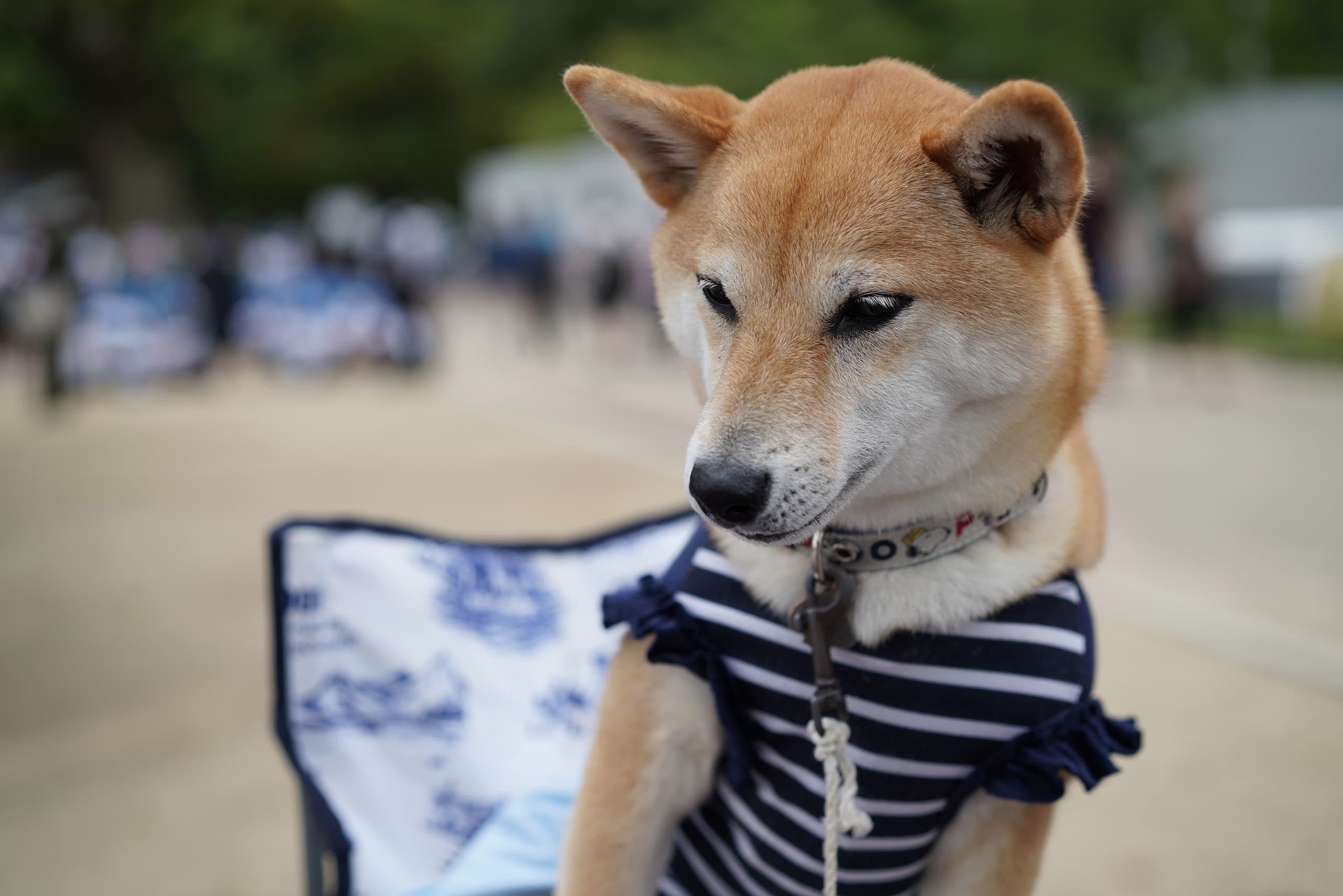 Image: Shiba-Inu